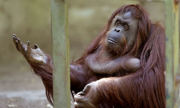 Buenos Aires zoo to close after 140 years: `Captivity is degrading` 